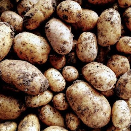 Maris Piper Potatoes