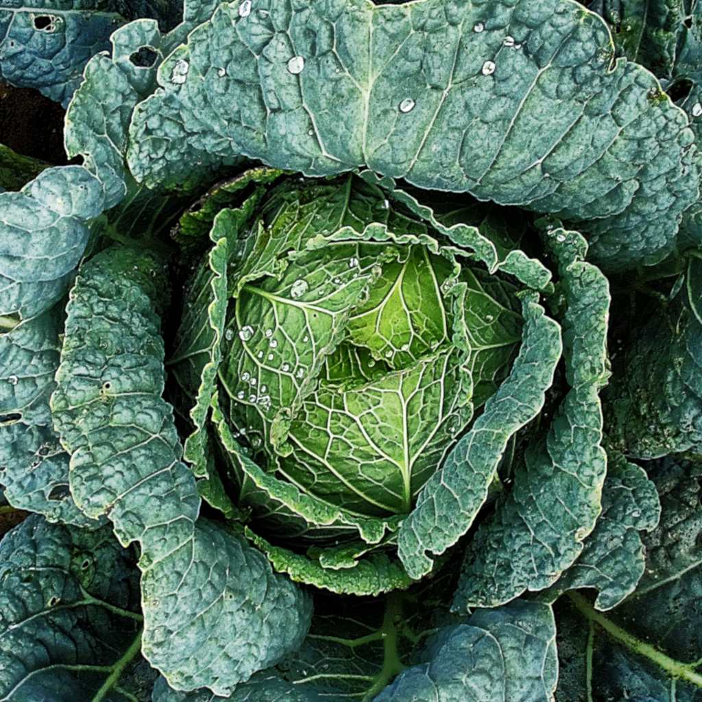 Savoy Cabbage